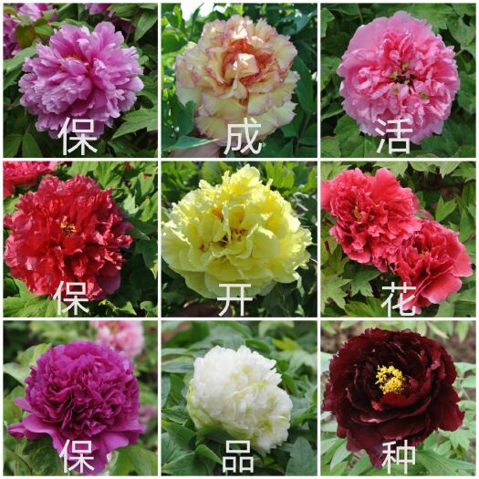 菏泽观赏牡丹  菏泽牡丹盆栽1—5年生种苗重瓣大花室内绿植