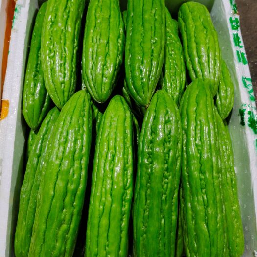 南宁绿苦瓜  新苗天然苦瓜20-30cm，质量保证