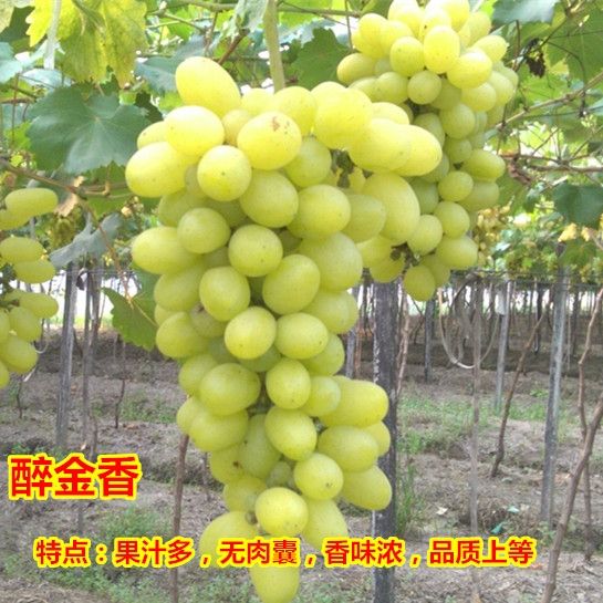 醉金香葡萄苗，抗病能力强，死苗补发，品种纯正