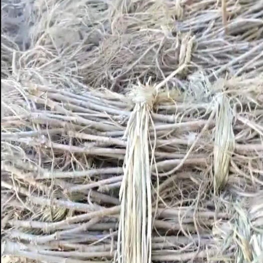 桓仁县刺老芽苗  刺嫩芽苗