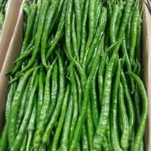 渭南二荆条辣椒 8号软皮青椒 芜湖椒  杭椒