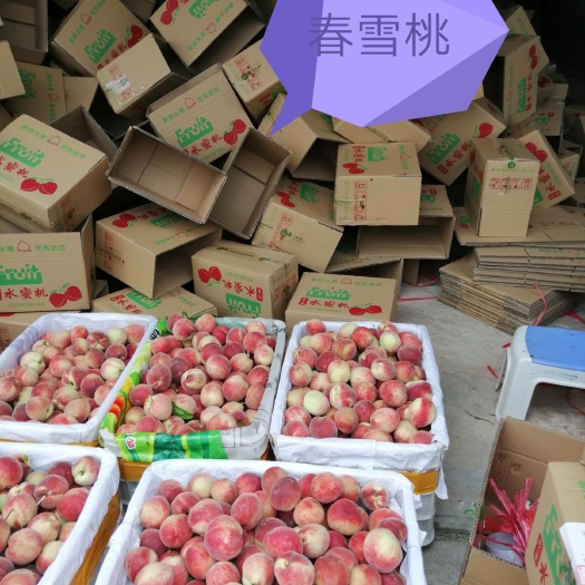 简阳市春雪桃树苗  春雪桃苗