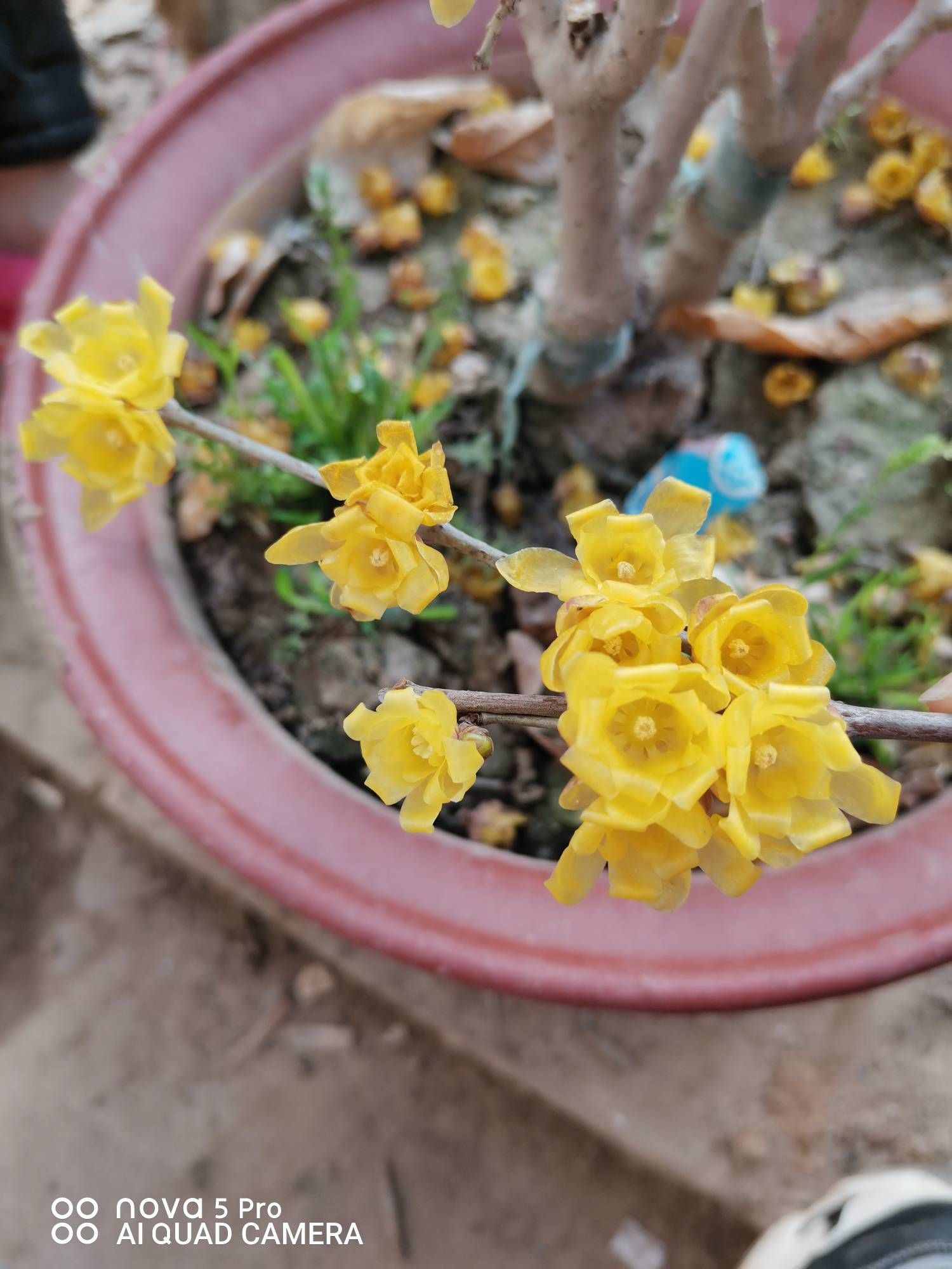 嫁接素心腊梅，裸根发货