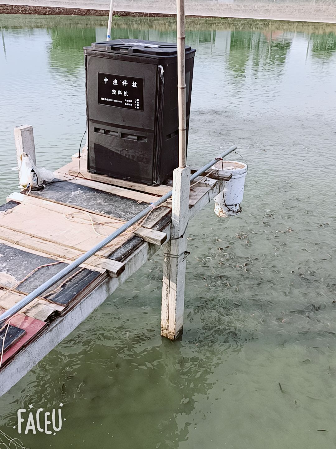 泥鳅  长期供应成品鳅，