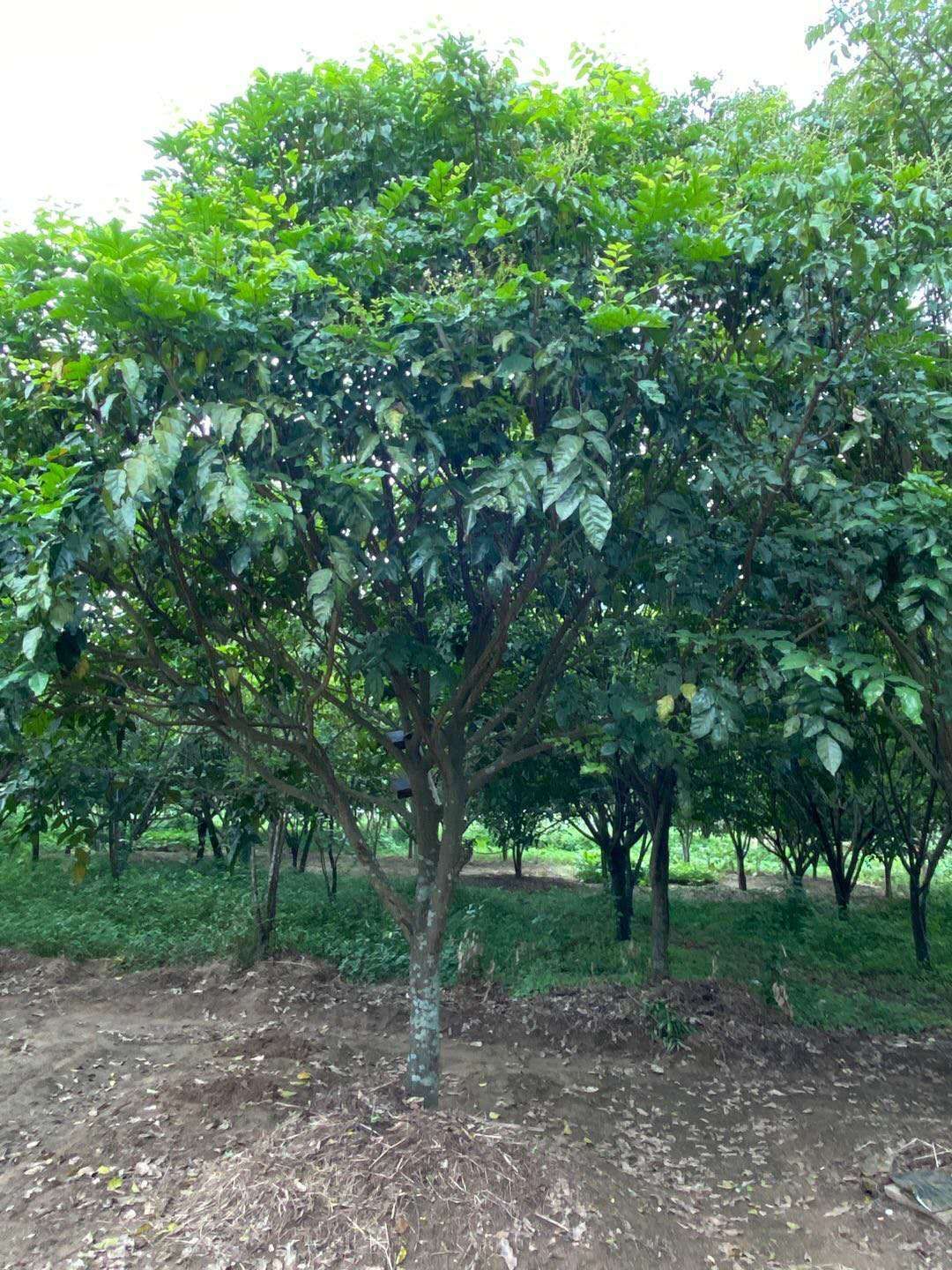 鸡心黄皮苗  黄皮果树，树形美观大方，叶片清秀！