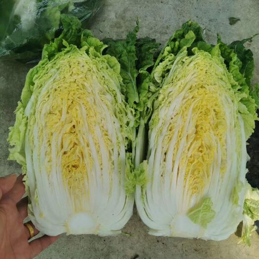 天门市傲雪迎春白菜  湖北地区，大白菜上市，基地直供，欢迎全国各地
