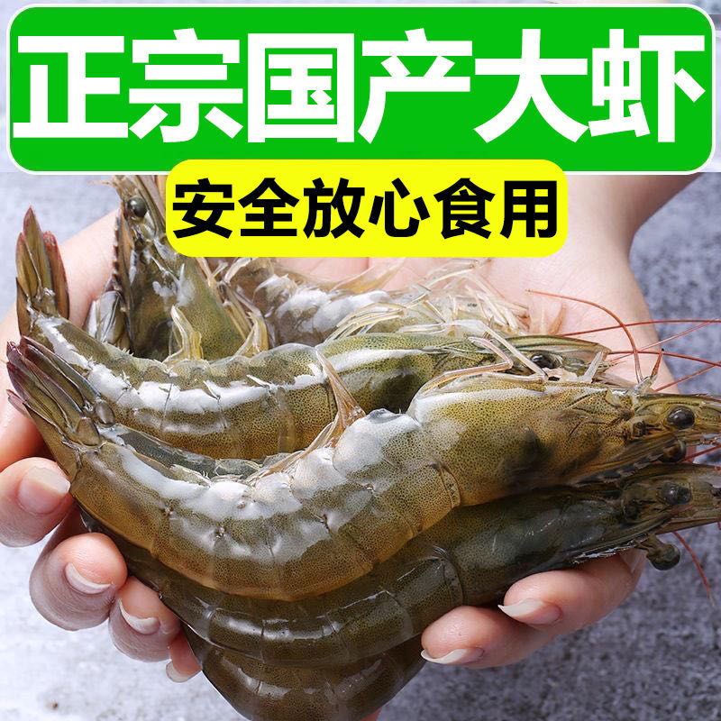 青島中國對蝦  [順豐包郵]青島蝦一箱大蝦鮮活新鮮大蝦超大海鮮批