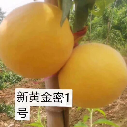 商水县黄金蜜桃树苗 黄金秘一号桃苗。我方保证品种纯正。