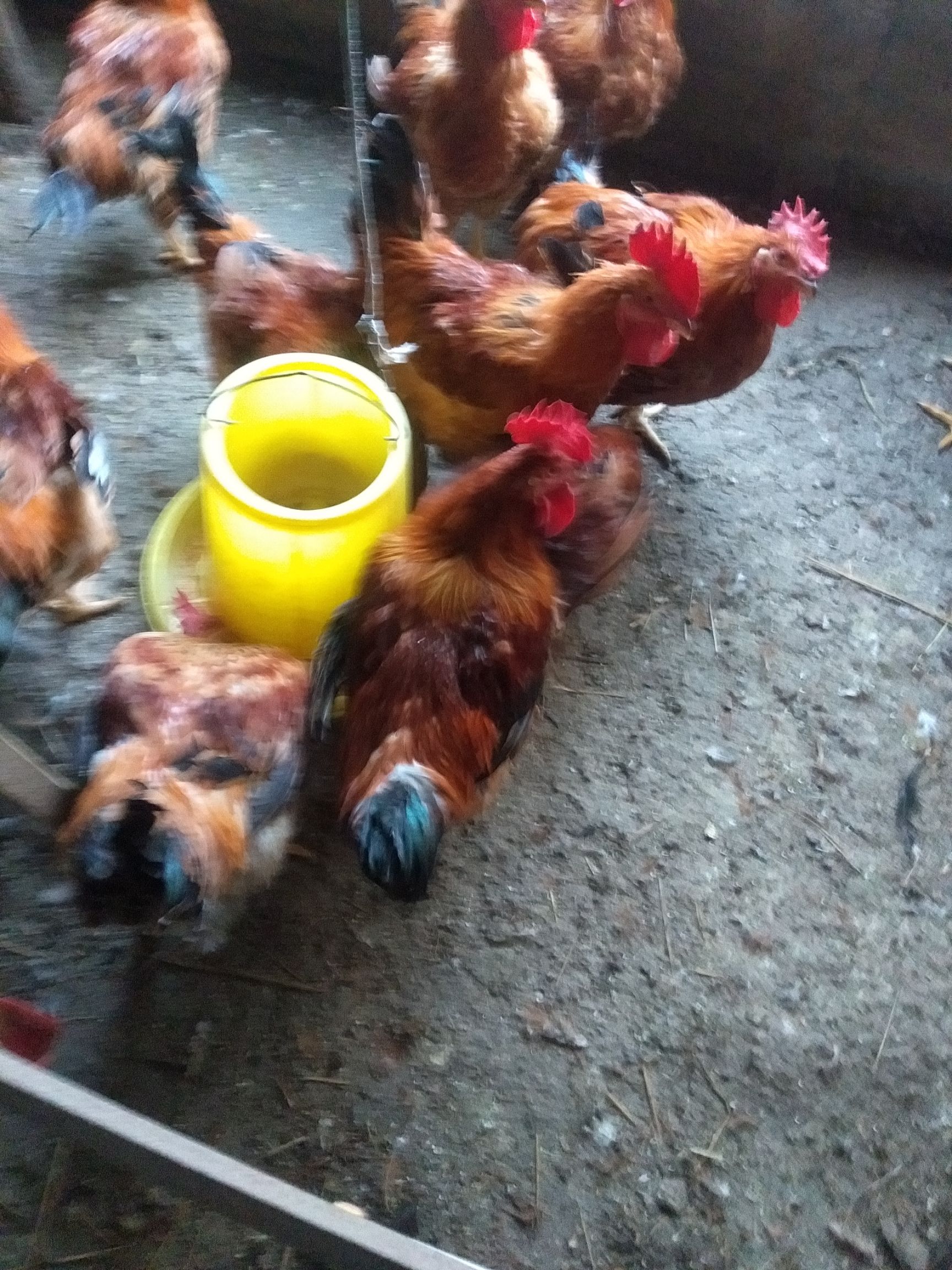 麻鸡  冠大！毛亮！尾巴长！随行就市！鸡好价好！非诚勿扰！