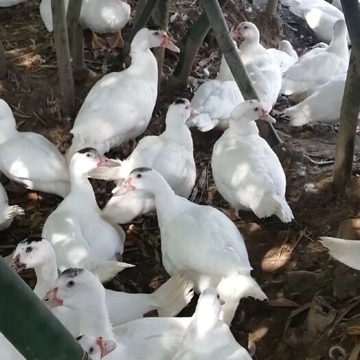 漳浦县散养干管大白番鸭母