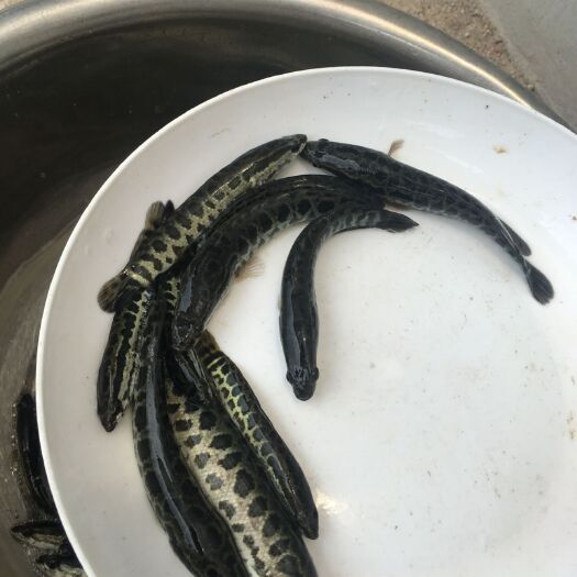 广州 活泼黑鱼苗 杂交黑鱼苗 包邮乌鱼苗 生鱼苗 乌鳢鱼苗 财鱼苗