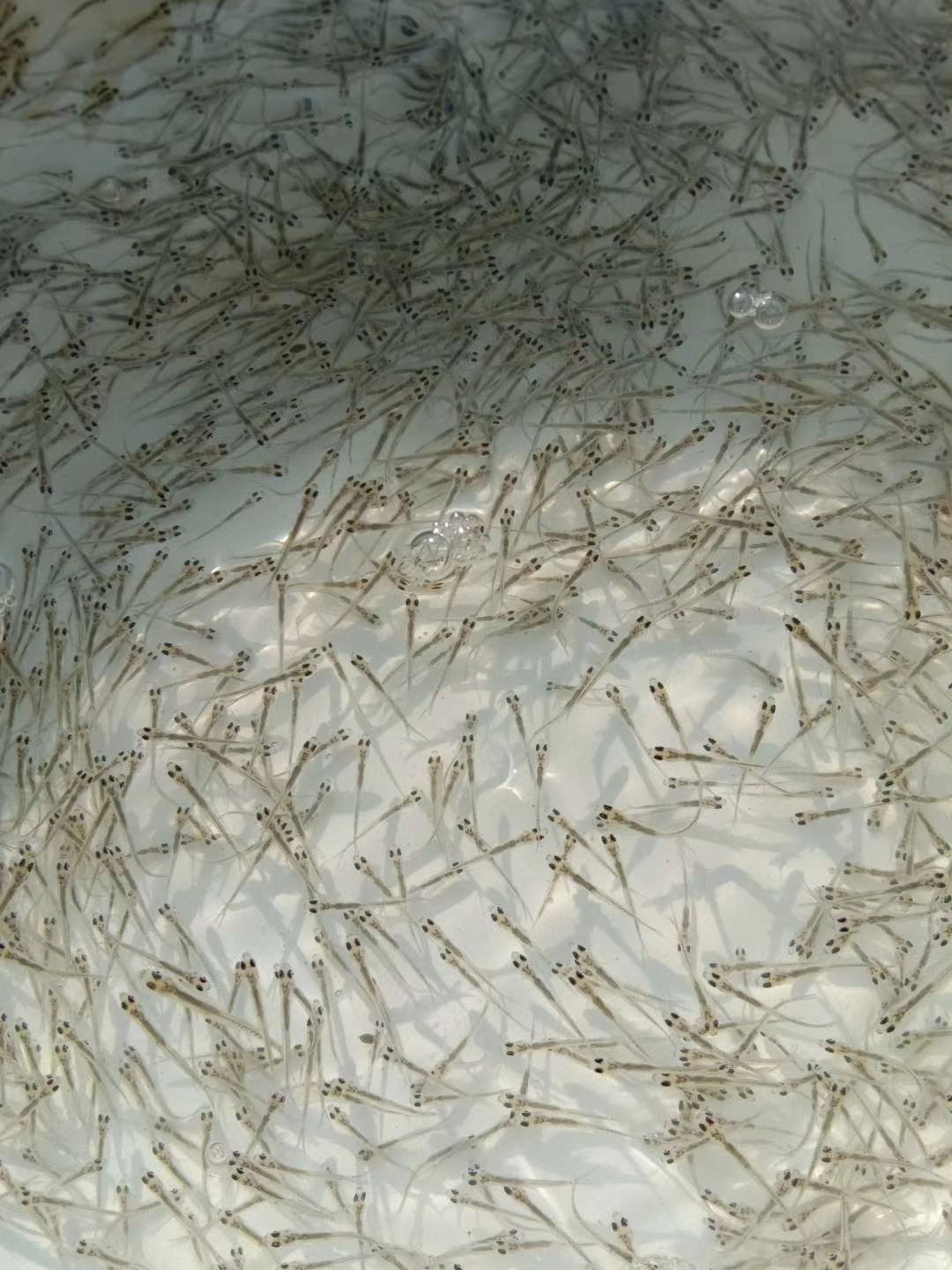 翘嘴鲌鱼  【产地直销】翘嘴红鲌鱼苗，翘嘴鱼，免费提供养殖技