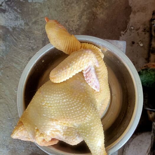 灵山县土鸡  一年以上阉鸡
