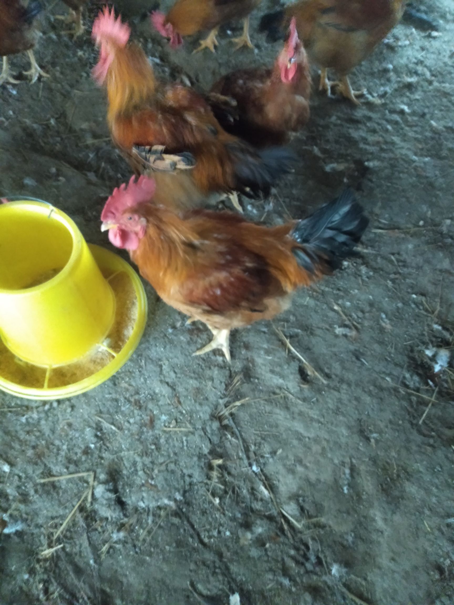 麻鸡  冠大！毛亮！尾巴长！随行就市！鸡好价好！非诚勿扰！