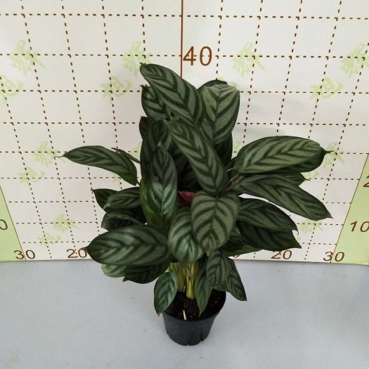 广州孔雀竹芋 [耶]120#超级新飞羽 6元 20P装