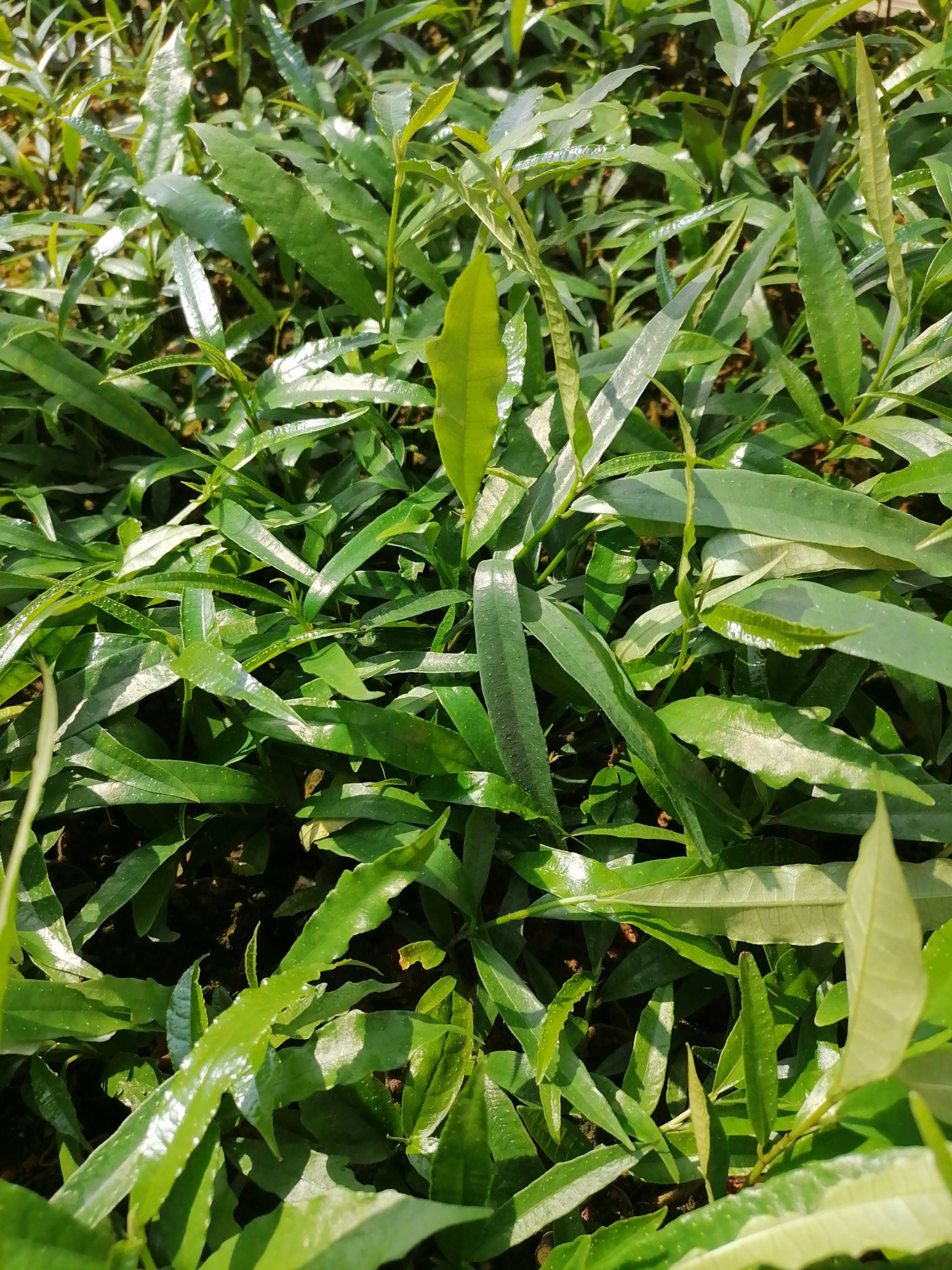 牛奶樹根  白花牛奶根苗白花牛奶根杯苗大量基地直供