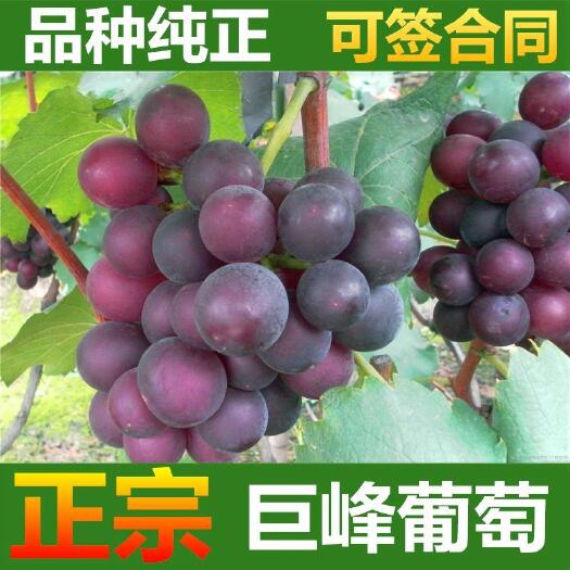 平邑县巨峰葡萄苗，基地直售，适合南北方种植，抗病能力强，死苗补发