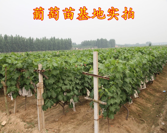 醉金香葡萄苗，抗病能力强，死苗补发，品种纯正