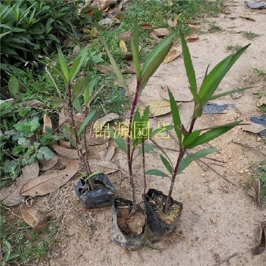 南安市翠芦莉盆栽  包邮翠芦莉 蓝花草 庭院绿化工程花苗