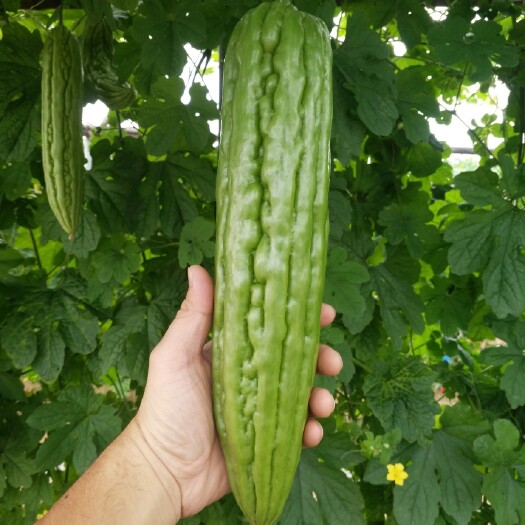 惠来县绿苦瓜 种植环境天然，苦瓜饱满多汁