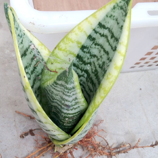漳州虎皮兰 