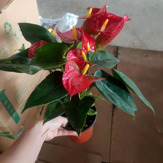 广州红掌 120杯多花小红斑。一件35个装，11元