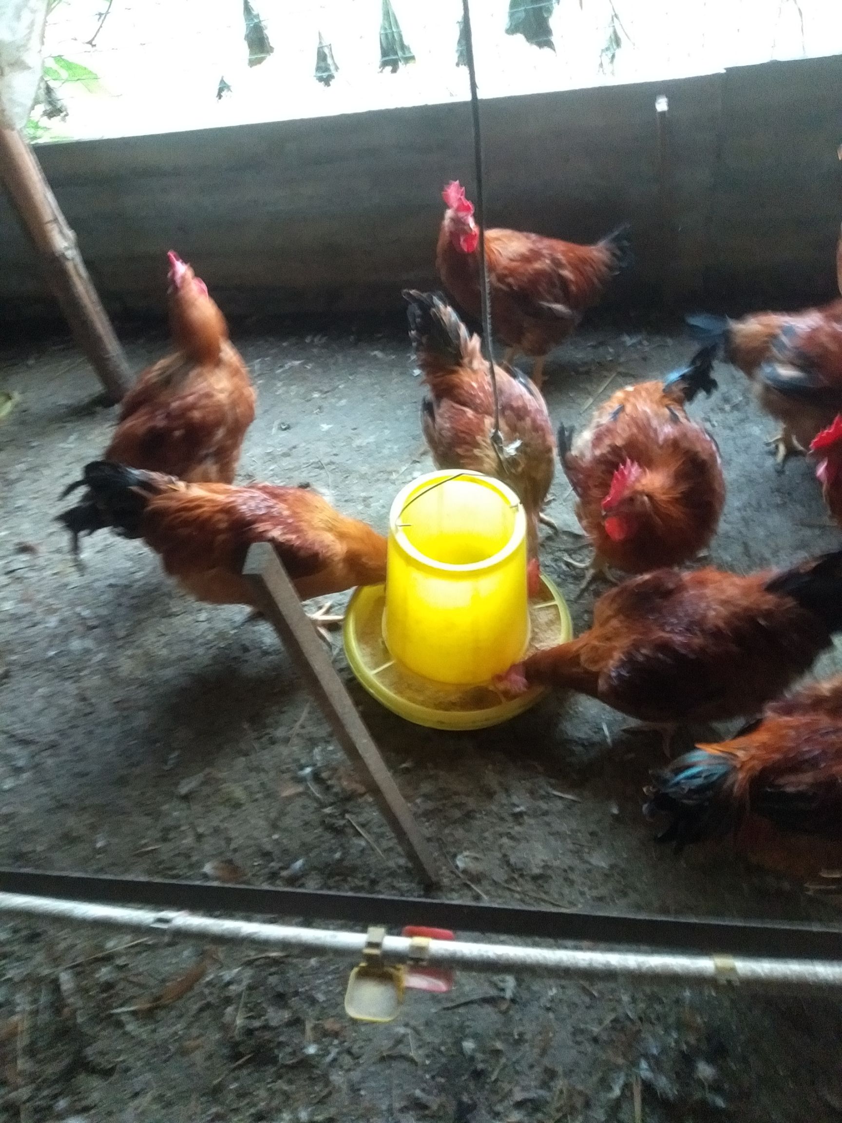 麻鸡  冠大！毛亮！尾巴长！随行就市！鸡好价好！非诚勿扰！