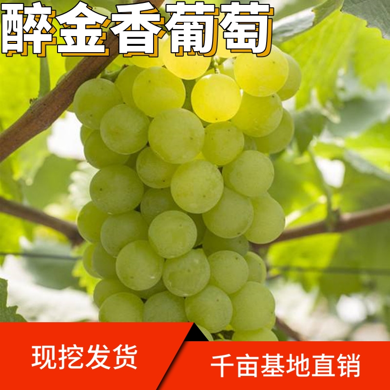 醉金香葡萄苗，抗病能力强，死苗补发，品种纯正
