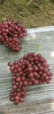 饶阳县克伦生葡萄大量有货   颗粒均匀  无子  特别甜