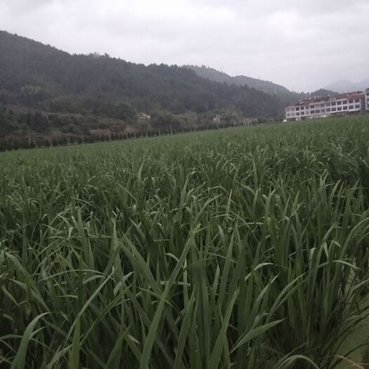 仙居县茭白笋 精品茭白大批量上市中。