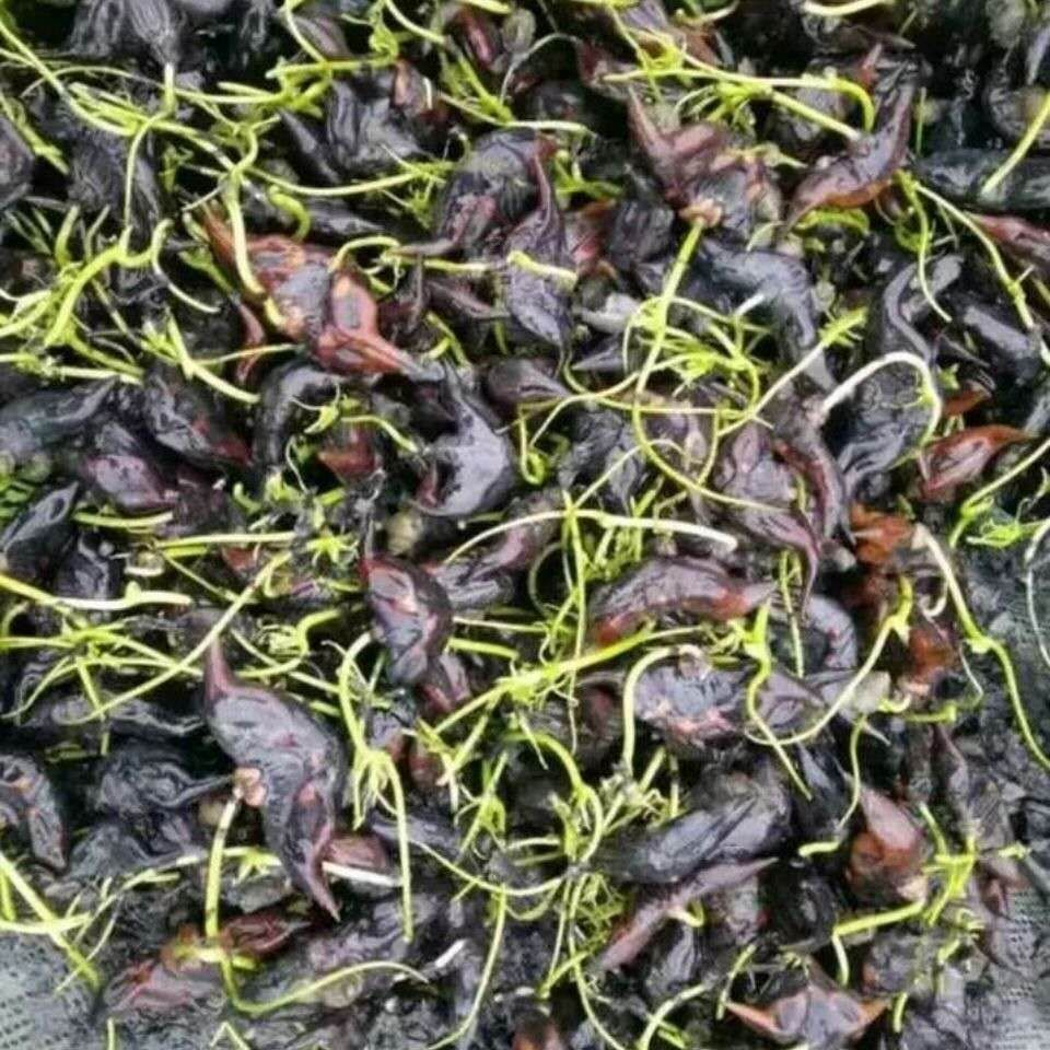 菱角种子  老菱角种 早熟青菱角种 高产红菱角种 四季蔬菜 出芽率高