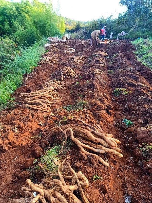 云南牛尾山药，云南山药老大哥，红土地种植