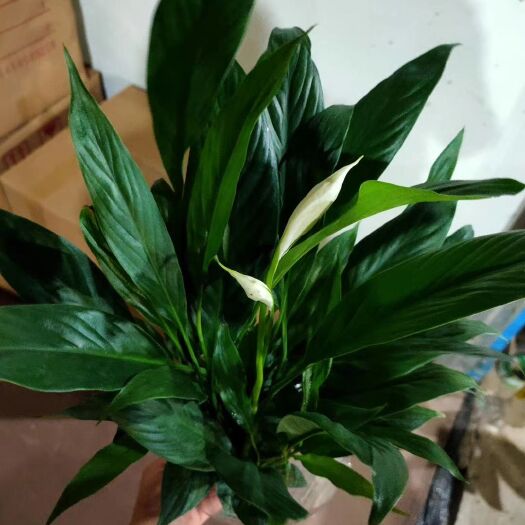 广州白掌 100杯美酒，一件45个装，5.5元