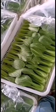 南通上海青  精品小青菜毛菜
