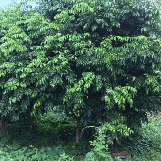 荔浦市鸡心黄皮苗  黄皮果大树，叶片清秀，树形美观漂亮！