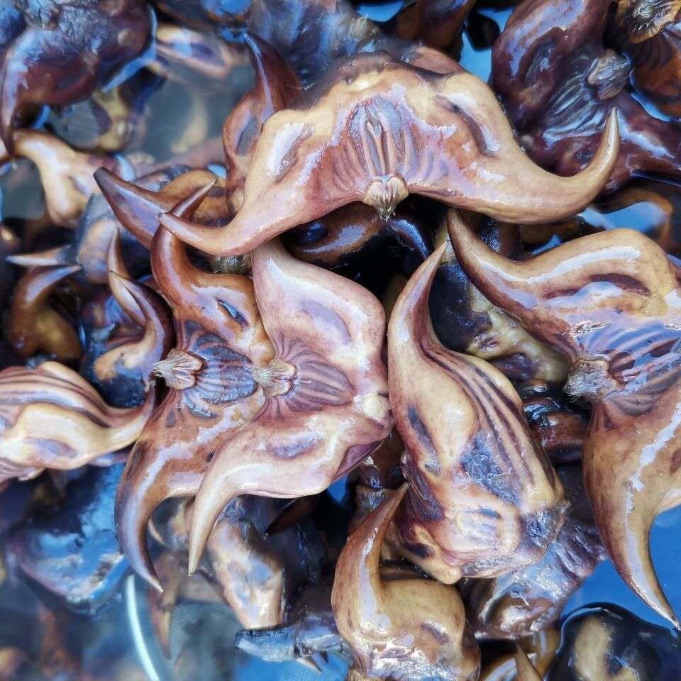 菱角种子  老菱角种 早熟青菱角种 高产红菱角种 四季蔬菜 出芽率高