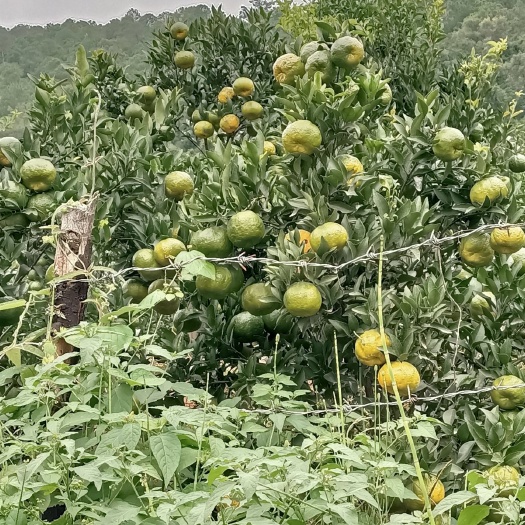 元江县云南椪柑橘，最早特批果，9月大量供应中