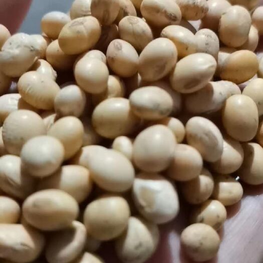 天门市小黄豆  精选大豆，大量上市，豆制品专用，湖北产地，欢迎采购