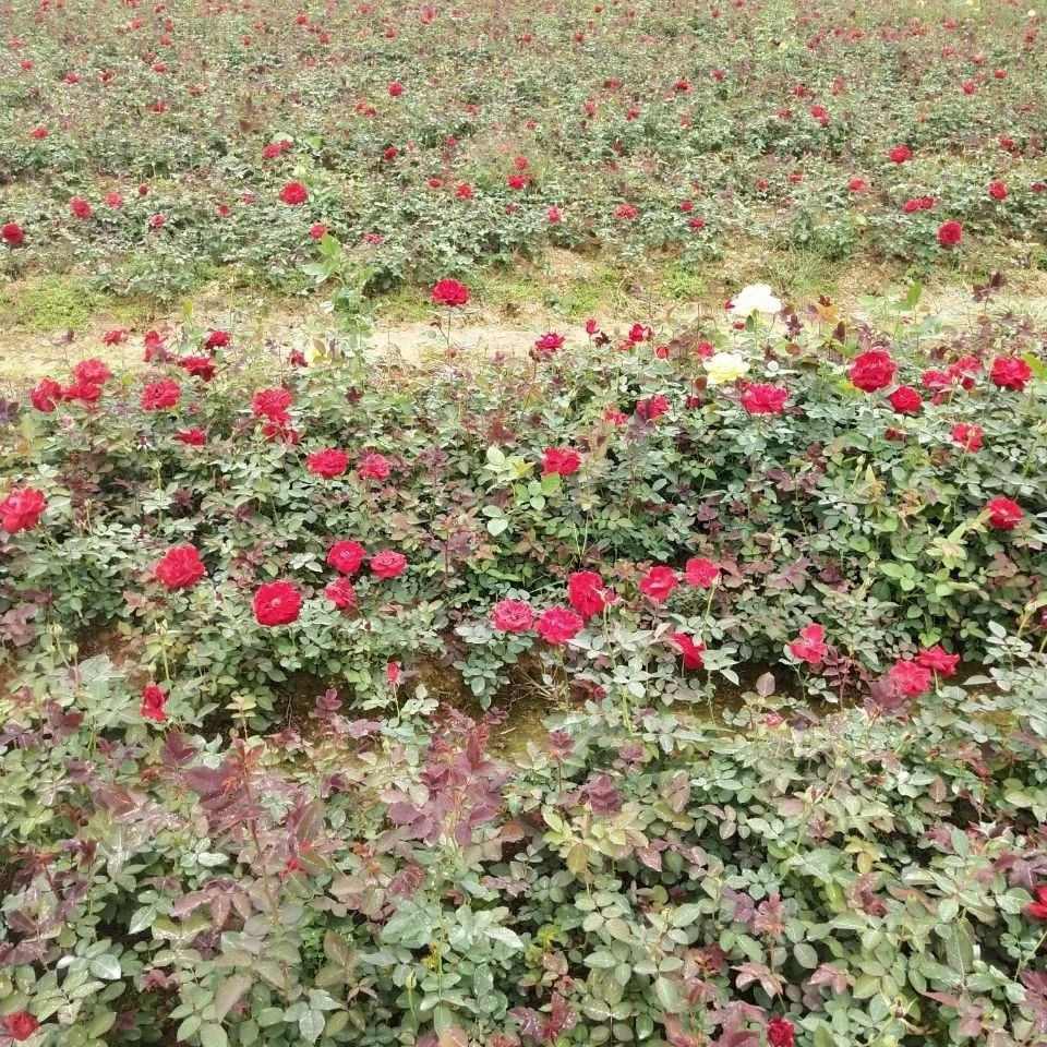 月月紅月季 食用月季花 可入藥 玫瑰 薔薇花 大花月季