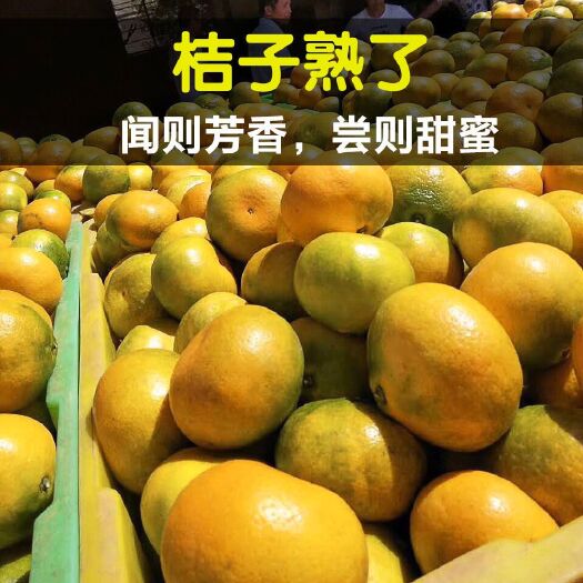 枝江市蜜桔  蜜橘皮薄多汁，肉质细嫩甜美，大量上市中，物美价廉