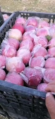 饶阳县国红苹果正在大量走货中    颜色好   口感甜