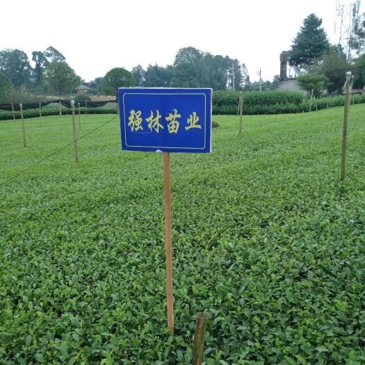 茶树苗  安吉白茶苗