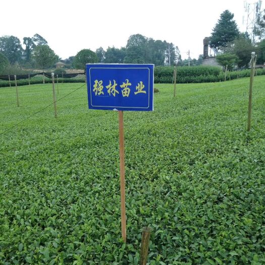 雅安茶树苗  安吉白茶苗