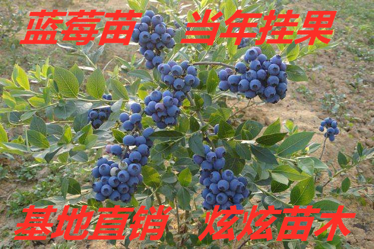 平邑县蓝宝石蓝莓苗  蓝莓苗。基地直销。现挖现发，包结果