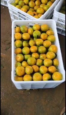 江永县蜜桔 湖南省永州市江永县
