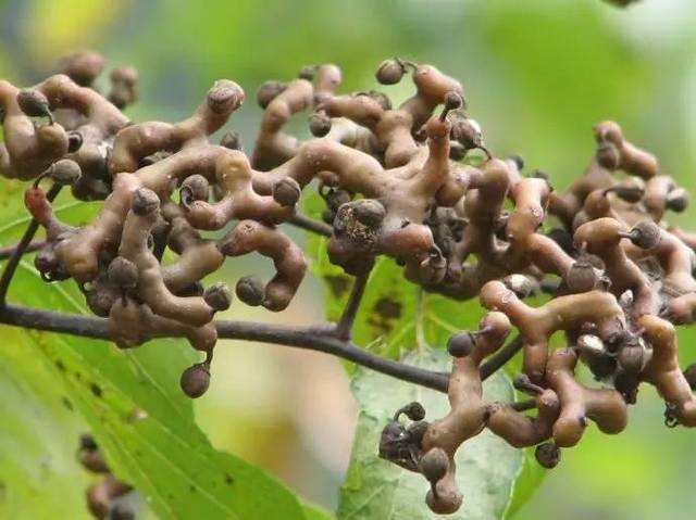 万年县柴拐枣 拐枣