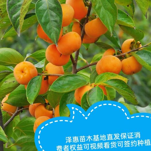 平邑县太秋甜柿苗  柿子树苗太秋柿子磨盘牛心 甜脆柿子树 基地直发现挖现发