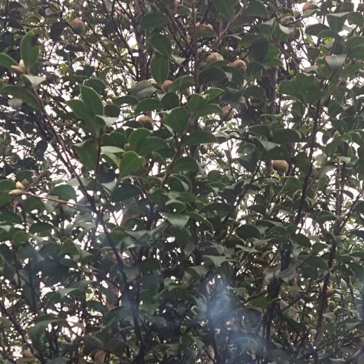 田林县压榨山茶油 正宗的山茶果老板有兴趣的来电