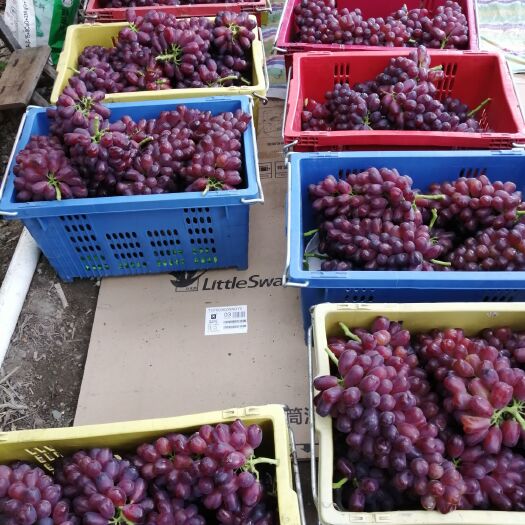 冕宁县 浪漫红颜葡萄强劲来袭，一手货源，产地直供