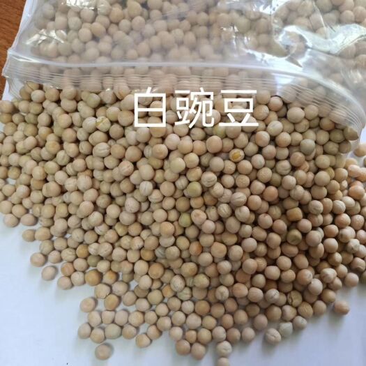 青岛干白豌豆 白豌豆 食品加工